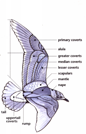 Parts of a bird,
	      Sibley's Guide